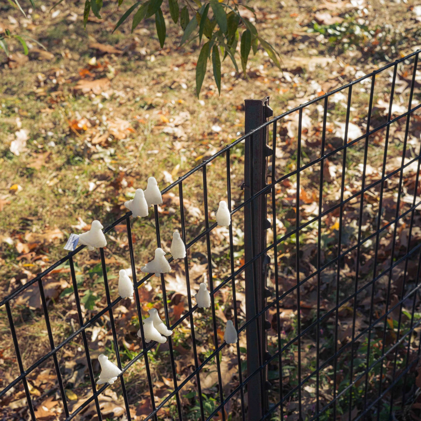 Pigeons in NYC — Pigeons in Central Park