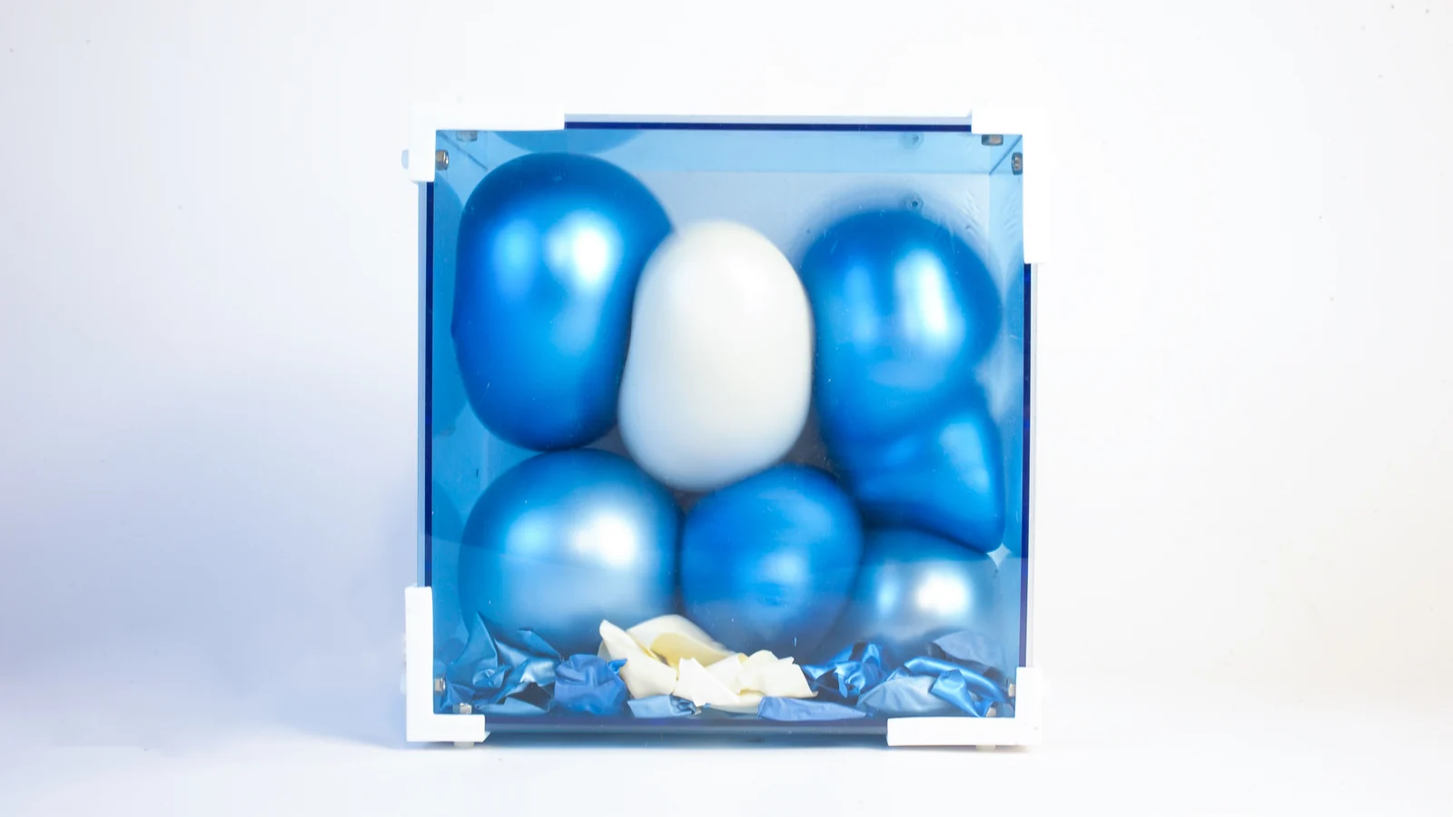 Breath’s blue and white balloons inside a clear acrylic enclosure