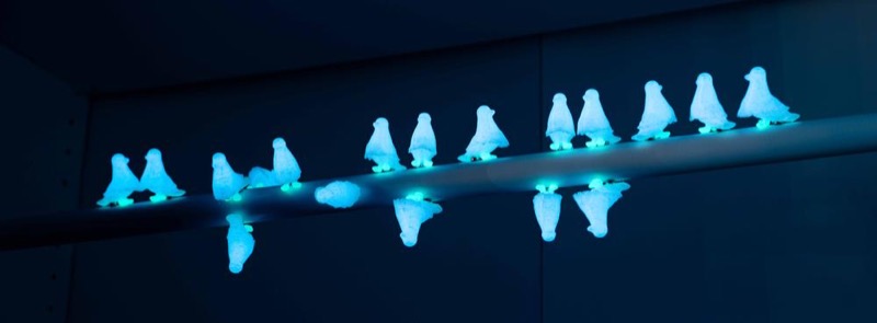 Pigeons in NYC
