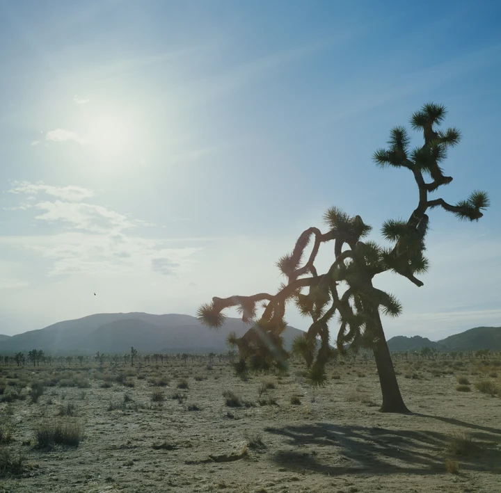 A Joshua tree under the desert sun