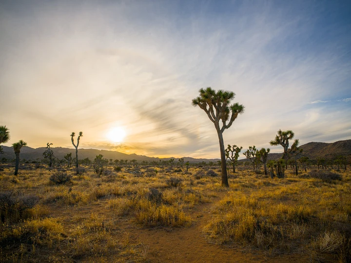 Joshua trees beneath a sunset sky