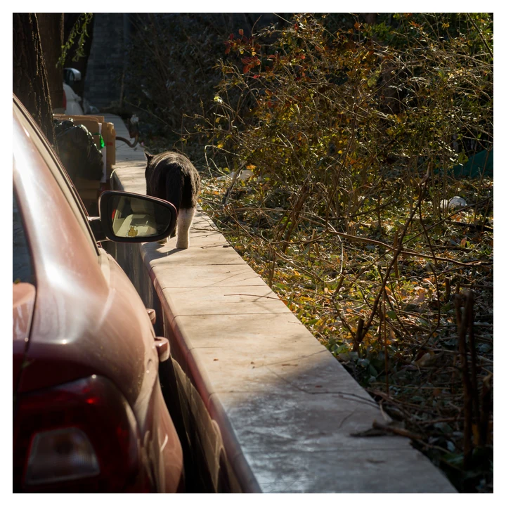 The side mirror of a car beside a woodland path