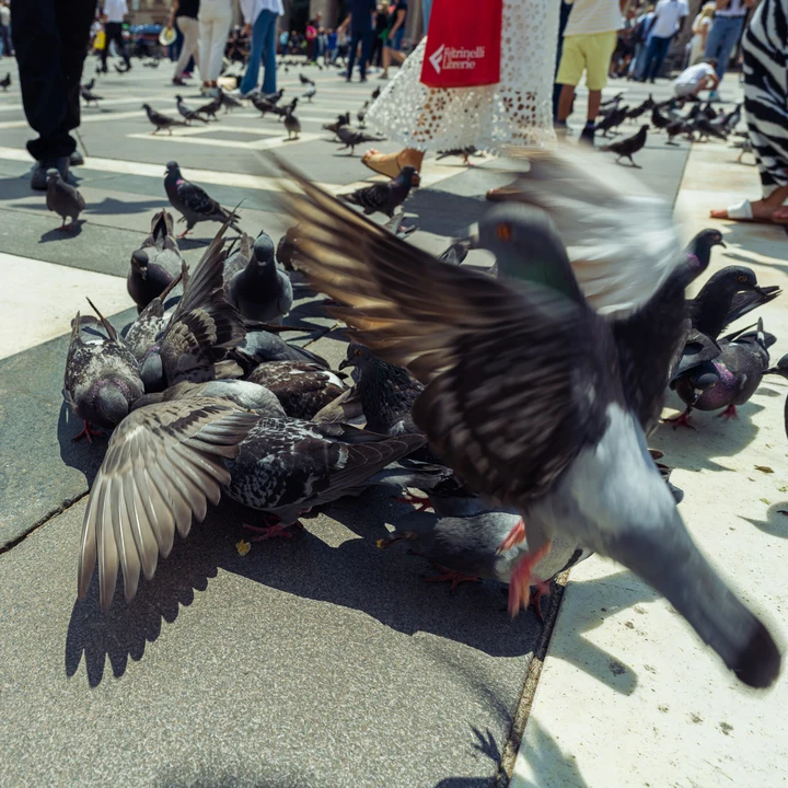 Pigeons taking flight on a city pavement