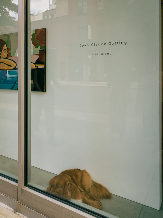 A cat resting beside a shop window