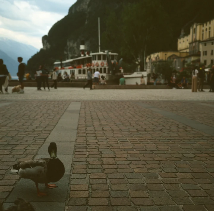A pigeon on a cobbled square